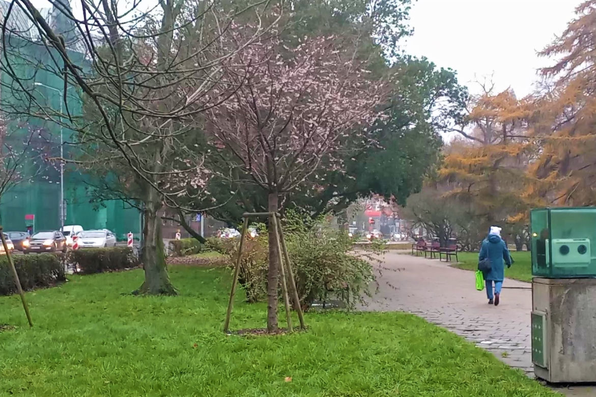 Atak wiosny w Szczecinie. Drzewa obsypały się kwiatami!