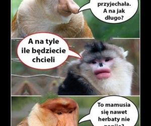 Tych memów o teściowych nie pokażesz mamie! Internauci nie mają litości