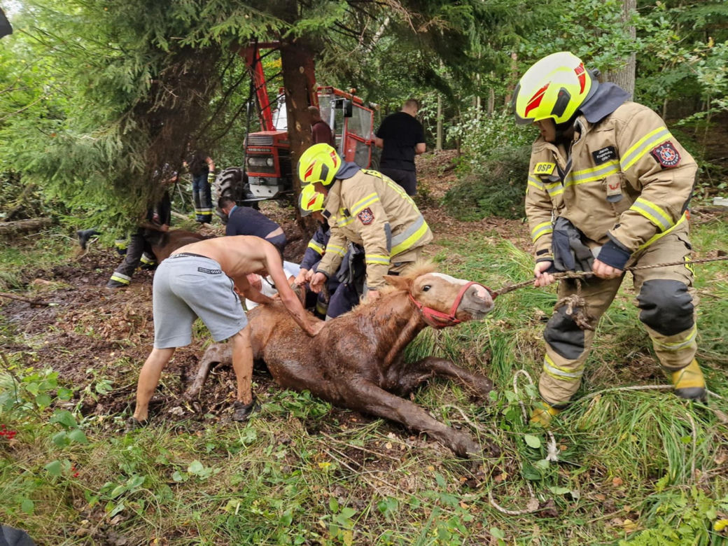 Heroiczna walka o życie pięciu koni