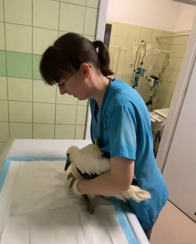 Bociany za szybko chciały być dorosłe