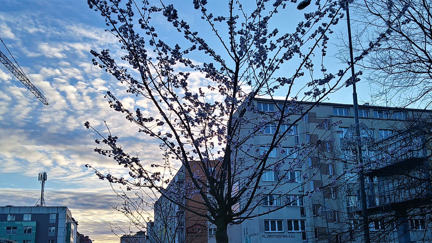 Przy Bramie Portowej na początku stycznia zakwitły drzewa