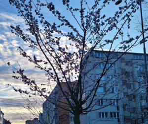 Przy Bramie Portowej na początku stycznia zakwitły drzewa