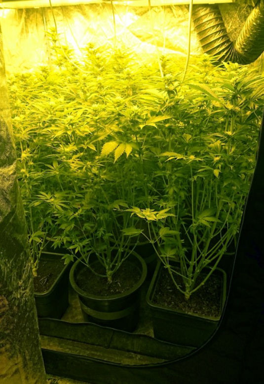Policja zlikwidowała plantację marihuany