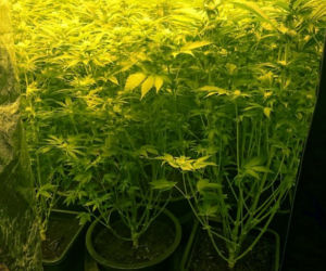 Policja zlikwidowała plantację marihuany