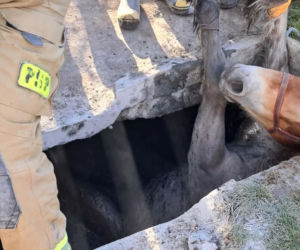 Koń wpadł do zbiornika z nieczystościami