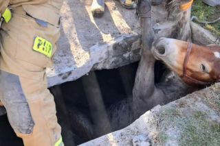 Koń wpadł do zbiornika z nieczystościami. Trudna akcja strażaków z woj. lubelskiego