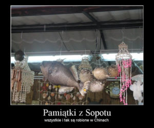 Memy Trójmiasto.