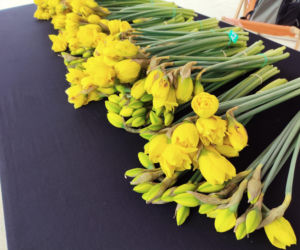 ESKA Lublin rozdawała żonkile na wiosnę