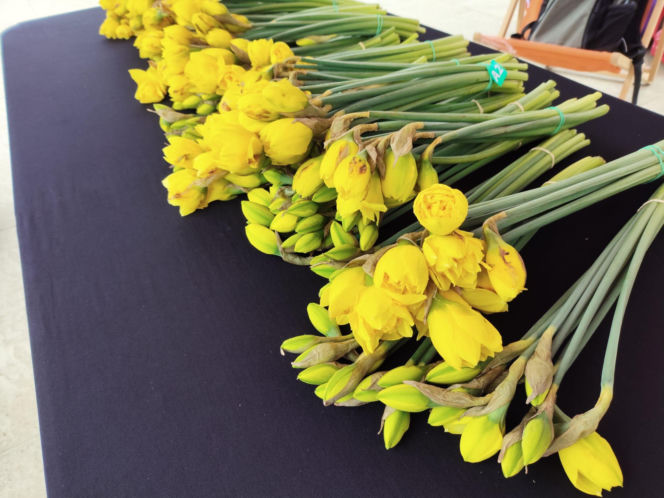 ESKA Lublin rozdawała żonkile na wiosnę