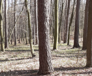 Pierwsze oznaki wiosny w podprzemyskich lasach