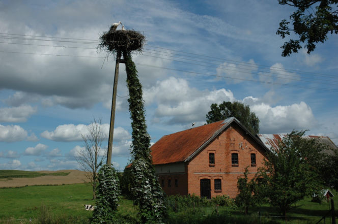 Bocianie gniazdo na słupie elektrycznym