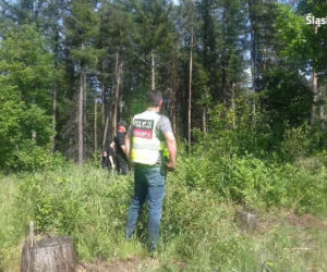 67-letni zwyrodnialec znęcał się nad zwierzętami! Policja znalazła 13 martwych byków i świni [ZDJĘCIA]