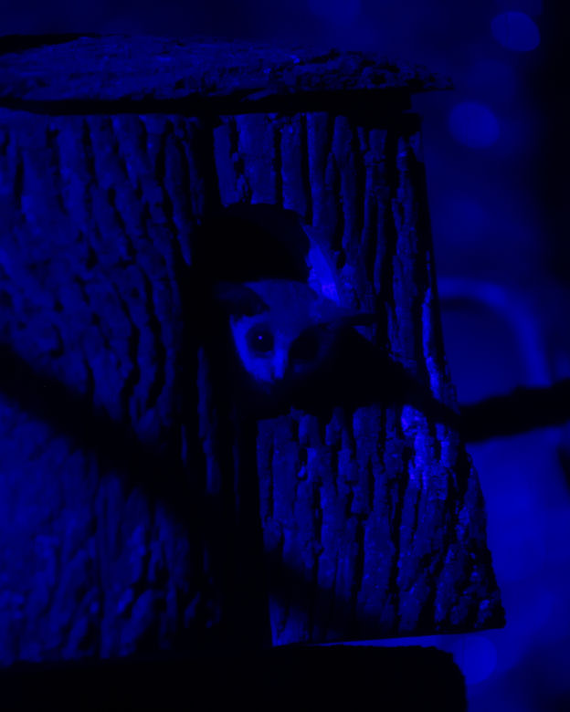 Nowi mieszkańcy Orientarium ZOO Łódź