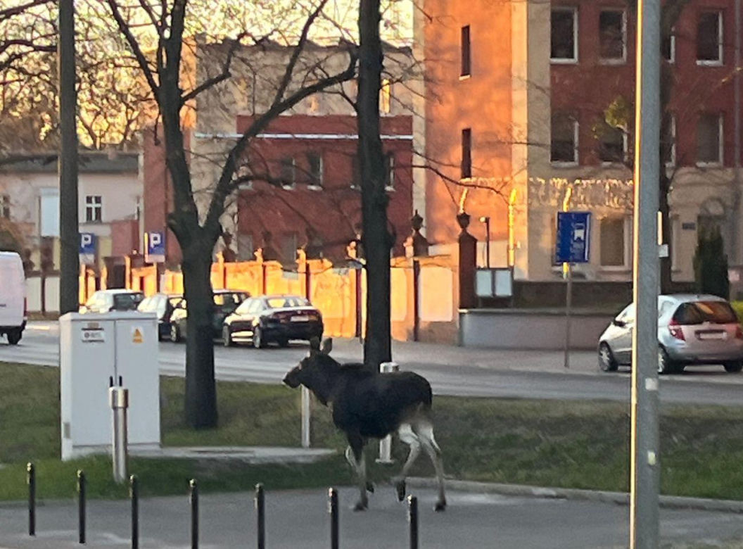Dwa łosie spacerują po centrum Bydgoszczy. Trzeci zawędrował do Ostromecka, tam potracił go samochód