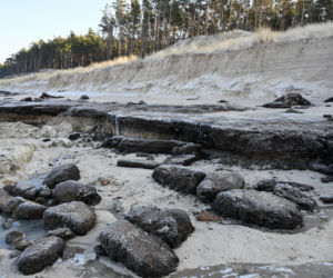 Bałtyk odsłonił las sprzed tysięcy lat