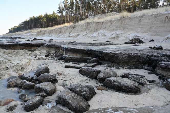 Bałtyk odsłonił las sprzed tysięcy lat