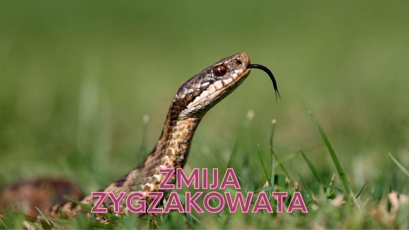 Najniebezpieczniejsze zwierzęta w Polsce. Na nie uważaj na wakacjach! 