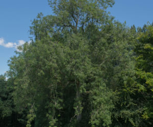 Jesion wyniosły 'Pendula'