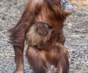 Na świat przyszedł pierwszy w historii Polski orangutan sumatrzański! Cud narodzin w łódzkim zoo
