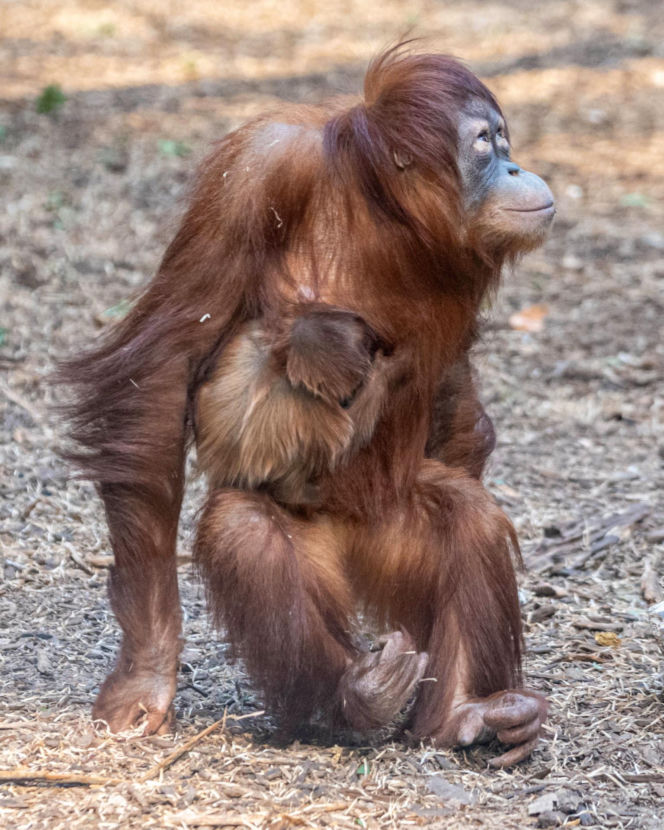 Na świat przyszedł pierwszy w historii Polski orangutan sumatrzański! Cud narodzin w łódzkim zoo