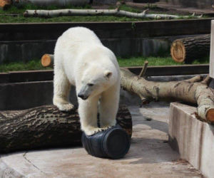 Zabawki dla zwierzaków w zoo