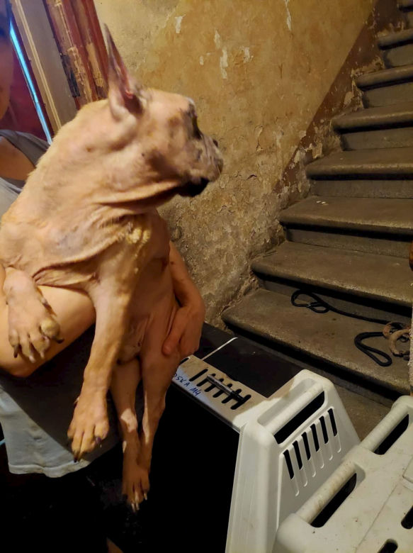 Łodzianka w takich warunkach trzymała blisko 100 buldogów!