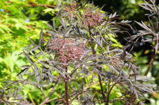 Bez czarny 'Eva' - Sambucus nigra ‘Eva’