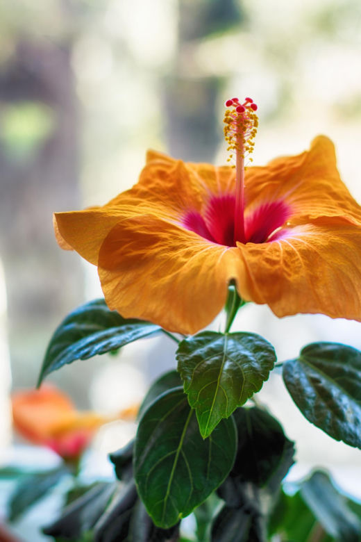 Hibiskus, róża chińska, ketmia