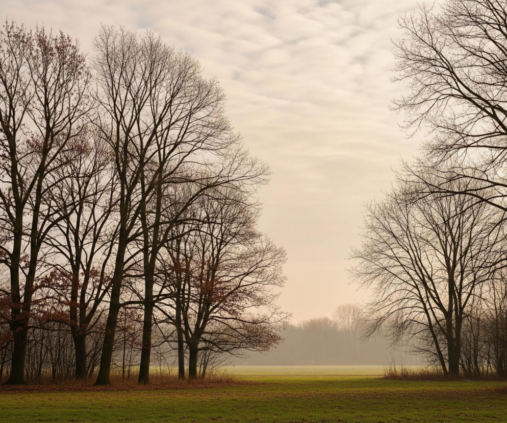 Zimowy pejzaż prezentuje szeroką panoramę zadrzewionego krajobrazu pod jasnym, zachmurzonym niebem. Po lewej stronie, wzdłuż horyzontu, rośnie rząd wysokich, bezlistnych drzew o ciemnych pniach i gałęziach, z kilkoma drobnymi, brązowymi liśćmi w ich dolnych partiach. Pomiędzy nimi a dalszym, zamglonym lasem, rozciąga się zielona łąka pokryta rozrzuconymi brązowymi liśćmi, opadłymi z drzew. Po prawej stronie, dominują gęsto rozgałęzione, nagie drzewa, tworząc ciemną, misterną sieć gałęzi, z niewyraźnie widocznym na dalszym planie, jasnym horyzontem z szarobeżowym niebem.