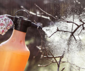 Kiedy i co pryskać Miedzianem?