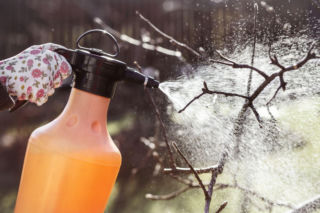 Miedzian w ogrodzie – jak i kiedy robić opryski, żeby chronić rośliny przed chorobami?