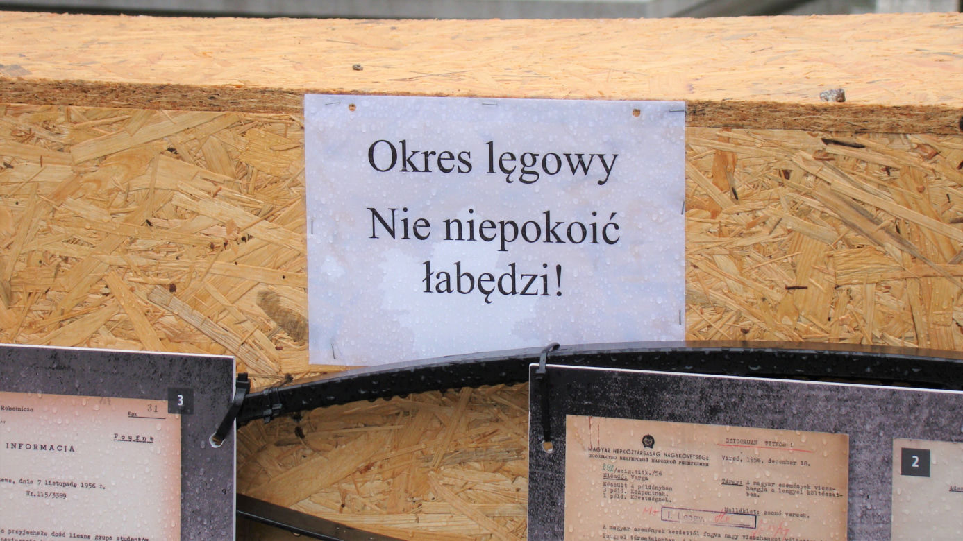 Łabędzica wysiaduje cztery jaja! Uroczy widok w Parku Strzeleckim. Mamy zdjęcia!