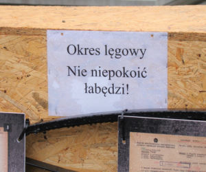 Łabędzica wysiaduje cztery jaja! Uroczy widok w Parku Strzeleckim. Mamy zdjęcia!