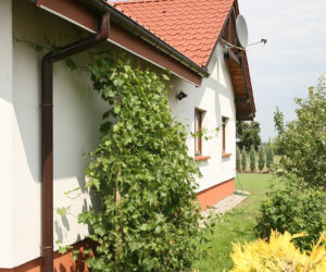waski-ogrod
