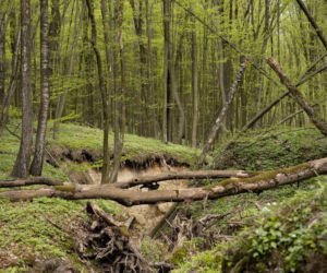 Nowe rezerwaty na terenie woj. lubelskiego