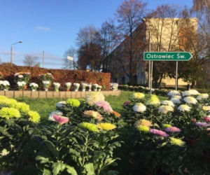 Chryzantemy ozdobiły Starachowice