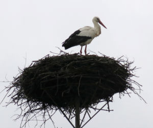 Miś i bociek czują wiosnę