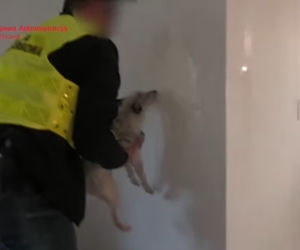 Wielka akcja policji, gang oszustów podatkowych rozbity
