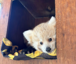 Niespodzianka w poznańskim zoo! Dwie pandki rude to dziewczynki. Imiona wybiorą wyjątkowe osoby