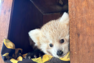 Niespodzianka w poznańskim zoo! Dwie pandki rude to dziewczynki. Imiona wybiorą wyjątkowe osoby