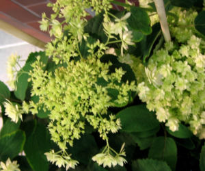 Hortensja drzewiasta 'Hayes Starburst' 