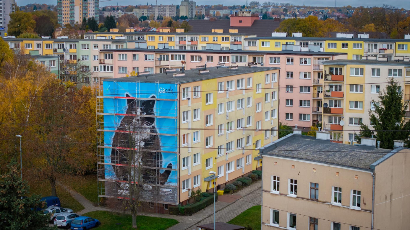 Na ul. Rugiańskiej powstaje mural z kotem Gackiem