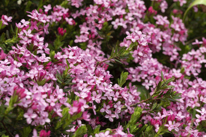 Wawrzynek główkowy