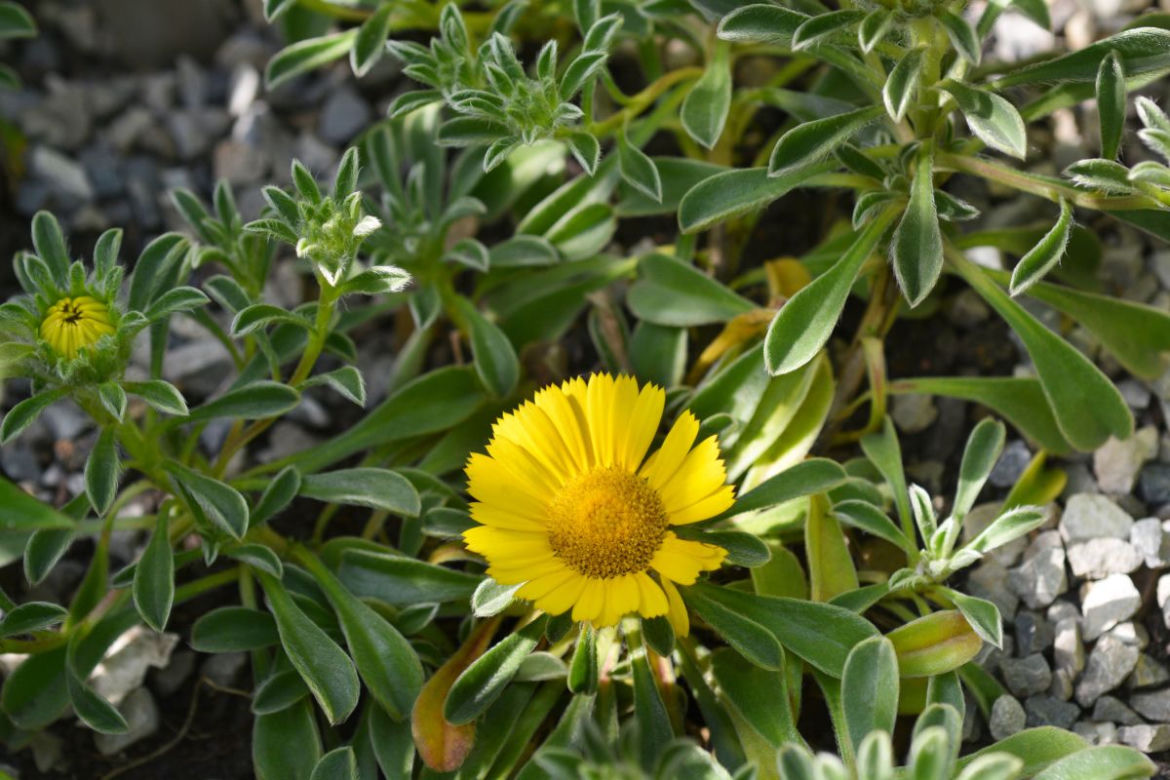 Asteriscus nadmorski