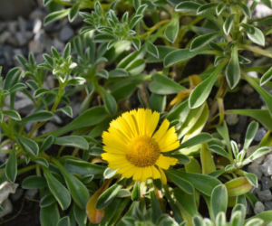 Asteriscus nadmorski