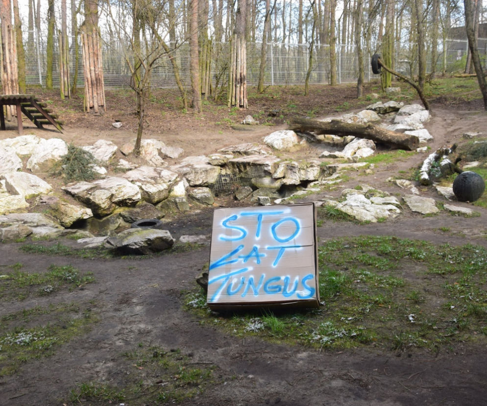 Prezent urodzinowy dla tygrysa z poznańskiego ZOO