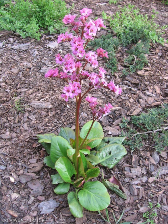 bergenia