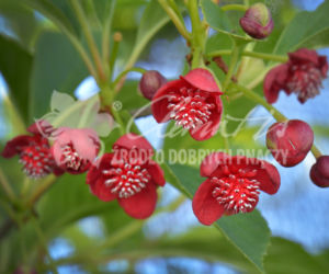 cytryniec_Clematis