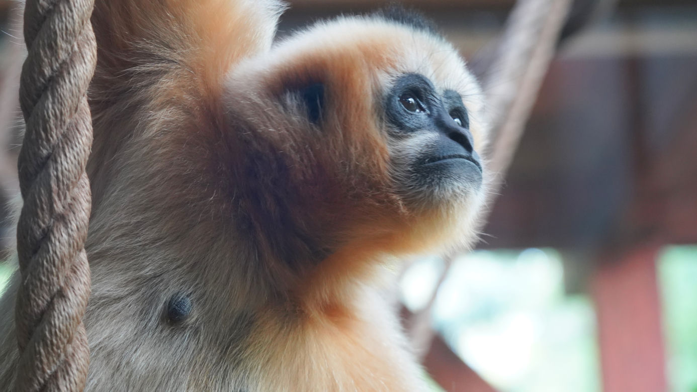 Kolejne niesamowite narodziny w ZOO Wrocław! Na świat przyszedł gibon białopoliczkowy [ZDJĘCIA, FILM]