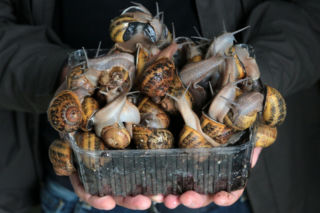 Bandyci porwali ślimaki! Tysiące mięczaków w rękach rabusiów